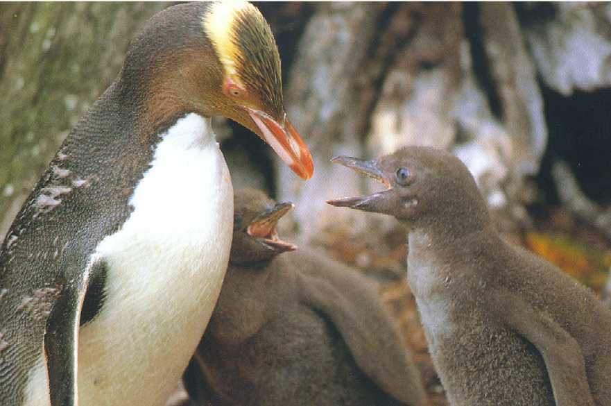 Pictures of Yellow-Eyed Penguin , Pics of Yellow-Eyed Penguin , Grey Yellow-Eyed Penguin pictures, hd pictures, Yellow-Eyed Penguin photo gallery